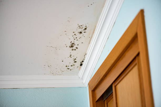Best Mold Cleaning Services  in Vienna, VA