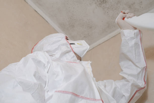 Best Mold Damage Repair  in Vienna, VA