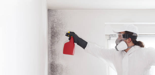 Best Fast Mold Removal  in Vienna, VA