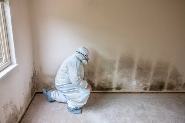 Best Mold Testing  in Vienna, VA