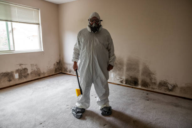 Best Mold Removal Process  in Vienna, VA