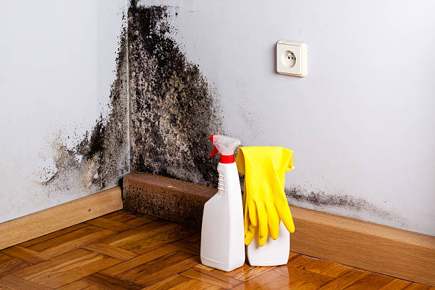 Best Certified Mold Removal  in Vienna, VA