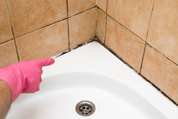 Best Mold Remediation  in Vienna, VA